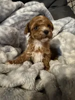 Daisy, a female Maltipoo for sale in Shawano, WI – 1 of 4