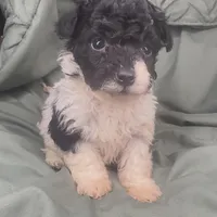Oreo, a female Poodle - Toy  for sale in Shawano, WI – Photo 4 of 5