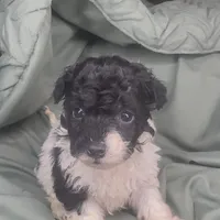 Oreo, a female Poodle - Toy  for sale in Shawano, WI – Photo 3 of 5
