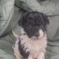 Oreo, a female Poodle - Toy  for sale in Shawano, WI – Photo 1 of 5