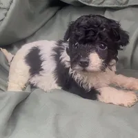 Oreo, a female Poodle - Toy  for sale in Shawano, WI – Photo 5 of 5