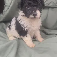 Oreo, a female Poodle - Toy  for sale in Shawano, WI – Photo 2 of 5