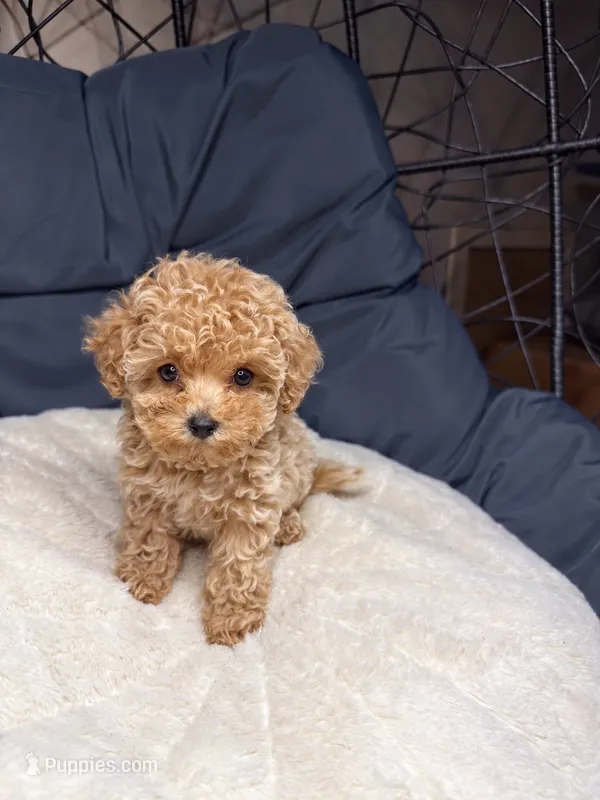 Scarlet – Maltipoo puppy for sale in Shawano, WI