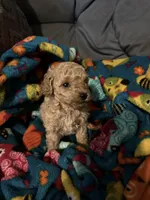 Scarlet, a female Maltipoo for sale in Shawano, WI – 8 of 8