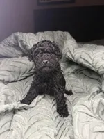 Maine, a female Poodle - Toy  for sale in Shawano, WI – Photo 3 of 6