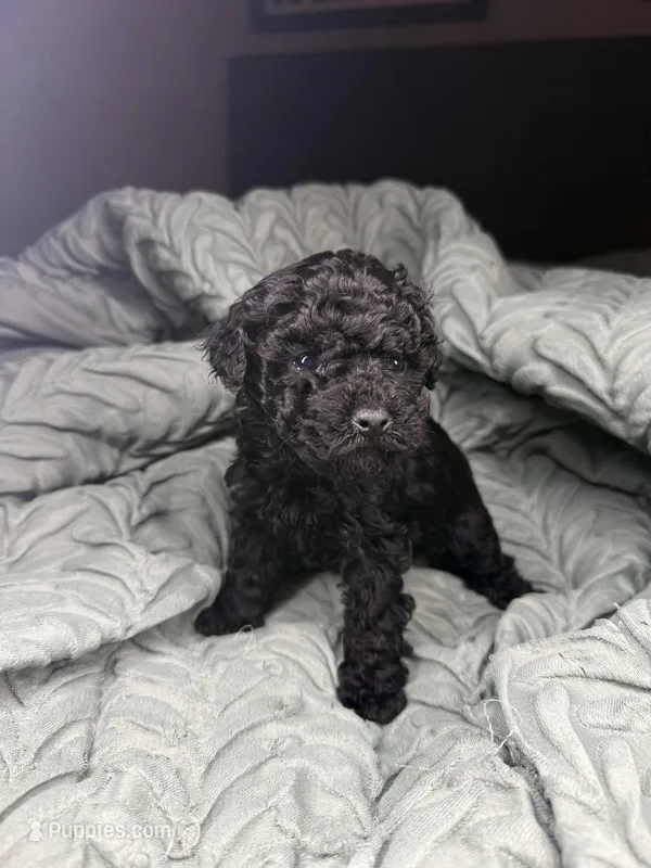 Maine, a female Poodle - Toy  for sale in Shawano, WI – Photo 1 of 6