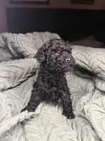 Maine, a female Poodle - Toy  for sale in Shawano, WI – Photo 4 of 6