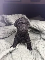 Maine, a female Poodle - Toy  for sale in Shawano, WI – Photo 5 of 6