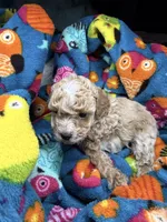 Juliet, a female Maltipoo for sale in Shawano, WI – 2 of 9
