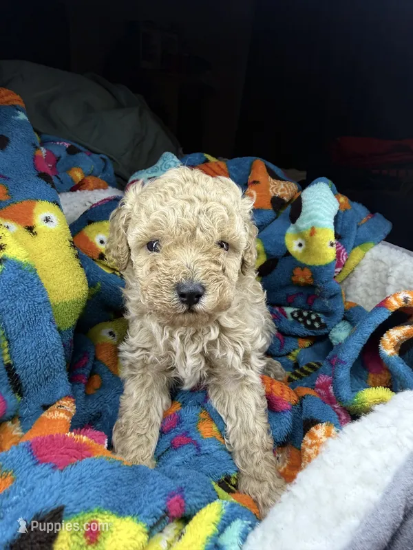 Scarlet – Maltipoo puppy for sale in Shawano, WI