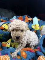 Scarlet, a female Maltipoo for sale in Shawano, WI – 4 of 8