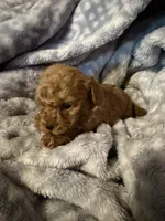 Lily, a female Maltipoo for sale in Shawano, WI – 4 of 4