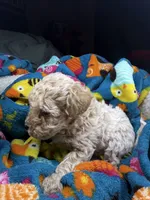 Dexter, a female Maltipoo for sale in Shawano, WI – 2 of 7