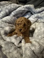 Toga, a female Maltipoo for sale in Shawano, WI – 4 of 4