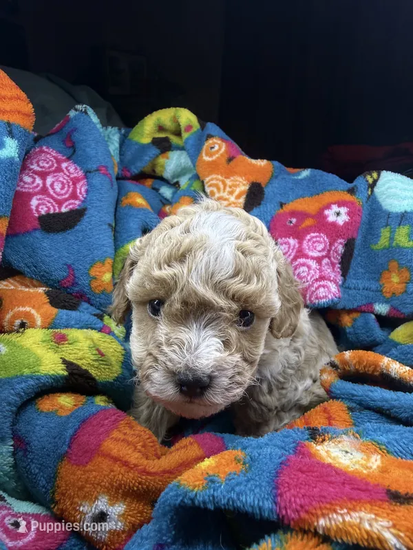 Juliet – Maltipoo puppy for sale in Shawano, WI