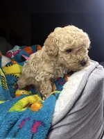 Dexter, a female Maltipoo for sale in Shawano, WI – 3 of 7
