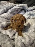 Toga, a female Maltipoo for sale in Shawano, WI – 2 of 4
