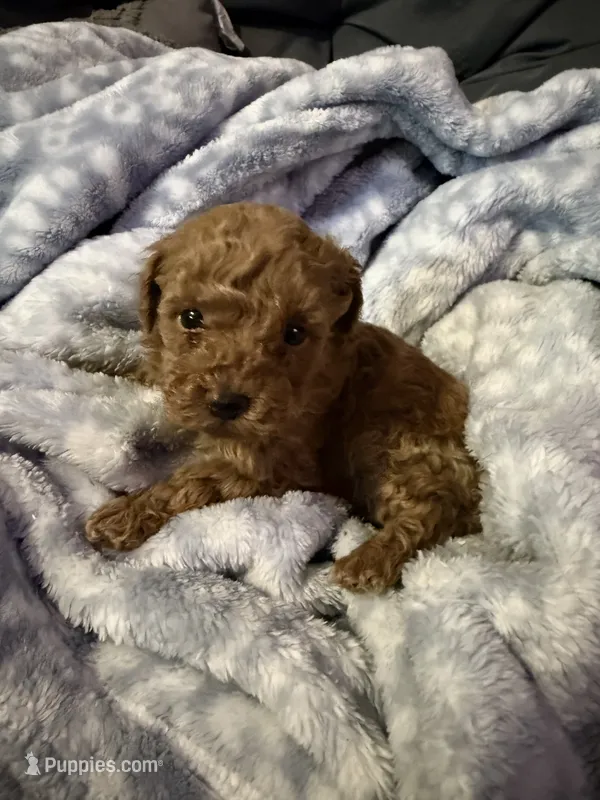 Toga – Maltipoo puppy for sale in Shawano, WI