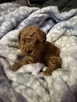 Toga, a female Maltipoo for sale in Shawano, WI – 1 of 4