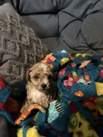 Juliet, a female Maltipoo for sale in Shawano, WI – 6 of 9