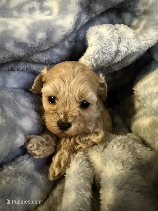 Decter – Maltipoo puppy for sale in Shawano, WI