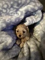 Decter, a male Maltipoo for sale in Shawano, WI – 3 of 4