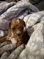Daisy, a female Maltipoo for sale in Shawano, WI – 4 of 4