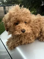 Toga, a female Maltipoo for sale in Shawano, WI – 3 of 4