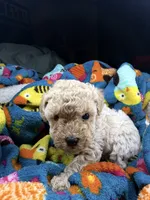 Scarlet, a female Maltipoo for sale in Shawano, WI – 2 of 8