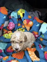 Juliet, a female Maltipoo for sale in Shawano, WI – 5 of 9
