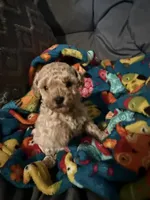 Dexter, a female Maltipoo for sale in Shawano, WI – 6 of 7
