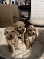 Juliet, a female Maltipoo for sale in Shawano, WI – 9 of 9