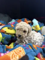 Scarlet, a female Maltipoo for sale in Shawano, WI – 5 of 8