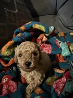 Scarlet, a female Maltipoo for sale in Shawano, WI – 6 of 8