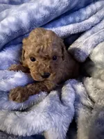 Lily, a female Maltipoo for sale in Shawano, WI – 2 of 4