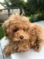 Toga, a female Maltipoo for sale in Shawano, WI – 4 of 4