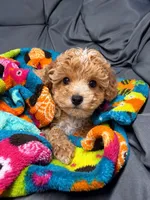 Juliet, a female Maltipoo for sale in Shawano, WI – 2 of 4