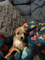 Juliet, a female Maltipoo for sale in Shawano, WI – 8 of 9