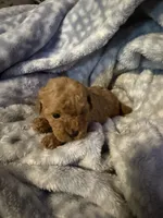 Lily, a female Maltipoo for sale in Shawano, WI – 3 of 4