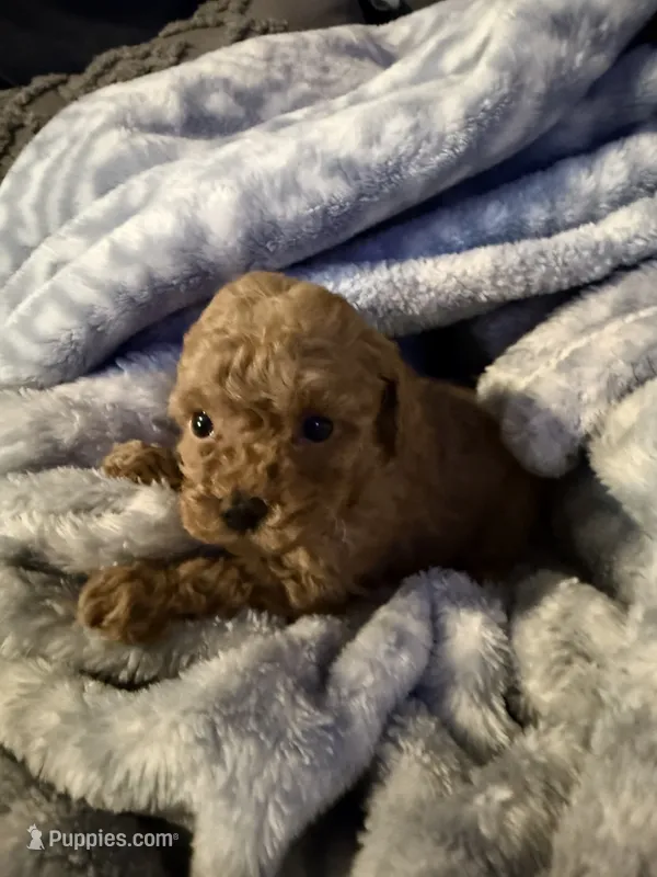 Lily – Maltipoo puppy for sale in Shawano, WI