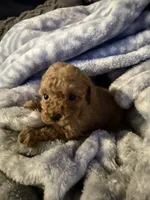 Lily, a female Maltipoo for sale in Shawano, WI – 1 of 4