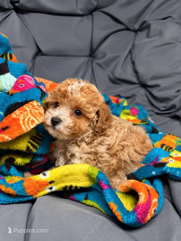 Juliet – Maltipoo puppy for sale in Shawano, WI
