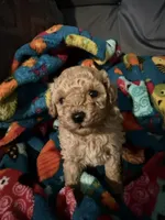 Scarlet, a female Maltipoo for sale in Shawano, WI – 7 of 8