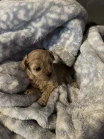 Decter, a male Maltipoo for sale in Shawano, WI – 4 of 4