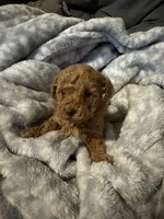 Toga, a female Maltipoo for sale in Shawano, WI – 3 of 4