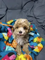 Juliet, a female Maltipoo for sale in Shawano, WI – 3 of 4