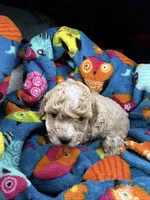 Juliet, a female Maltipoo for sale in Shawano, WI – 3 of 9