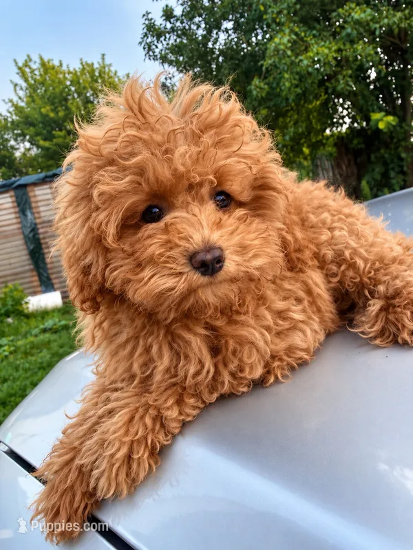 Toga – Maltipoo puppy for sale in Shawano, WI
