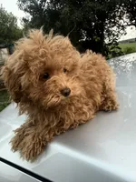 Toga, a female Maltipoo for sale in Shawano, WI – 2 of 4