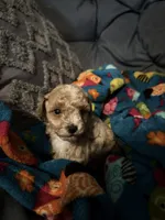 Juliet, a female Maltipoo for sale in Shawano, WI – 7 of 9